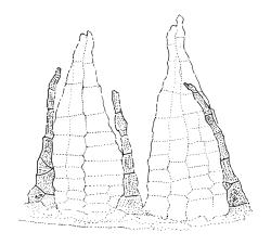 Ulota viridis, peristome detail showing paired exostome teeth (not shaded) and three endostome segments. Drawn from A.J. Fife 9192 & G.B. Huang, CHR 477008.
 Image: R.C. Wagstaff © Landcare Research 2017 